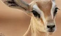 صحنه عجیب خرد شدن مار در دهان آهو