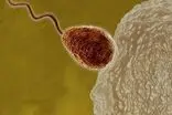 سختگیری تخمک زنان در گزینش اسپرم برنده 