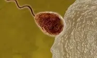 سختگیری تخمک زنان در گزینش اسپرم برنده 
