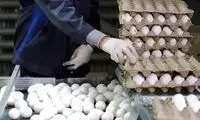 قیمت جدید تخم‌مرغ اعلام شد