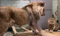  اولین قرار بین یک شیر نر و ماده جنجالی شد!