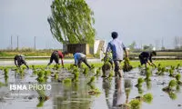 کشت برنج در این استان ممنوع شد