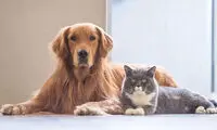 آتش گرفتن عجیب دم گربه هنگام دعوا با یک سگ