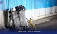 هشدار درباره شیوع ‌یک انگل‌ خطرناک