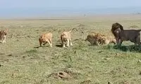 وقتی شیر نر چشم دیدن پسرانش را ندارد