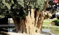 زیباترین درخت ایران در یزد دیده شد