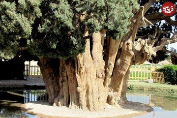 زیباترین درخت ایران در یزد دیده شد