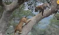 ناتوانی شیرها در شکار پلنگ روی درخت