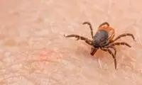 استفاده عجیب و باورنکردنی کَنه‌ها از الکتریسیته!