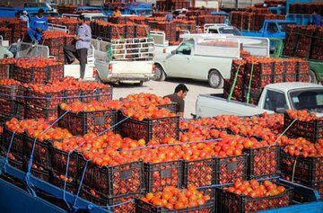 رشد ۳۱۹ درصدی قیمت گوجه فرنگی!