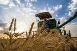 ۲۰۰ هزار تن گندم در این استان از بین رفت 
