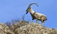 اتفاق بسیار نادر؛ مشاهده گله بز وحشی در قزوین