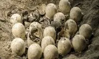 کشف محل‌ تخم‌گذاری دایناسورها در هند