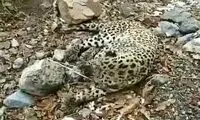 لحظه احساسی نجات پلنگ زخمی در روستای واریان