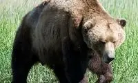 لحظه کمیاب دیده شدن یک خرس در مازندران 