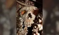 جمجمه ۱۳۰هزارساله حقیقت تازه‌ای را لو داد!