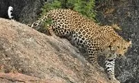 نقطه‌ای روی زمین که انسان‌ها از پلنگ نمی‌ترسند!