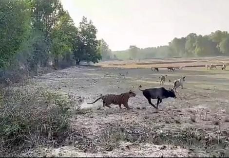 لحظه شکار یک گاو نر توسط ببر بنگال غول پیکر 