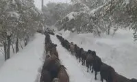 بارش برف نیم متری، مردم این مناطق را غافلگیر کرد