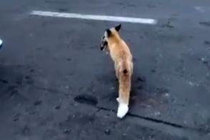 شکار موش توسط روباه در میدان هفت تیر تهران