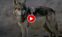 تصاویری زیبا از گرگ مادر و فرزندش در هیرکانی