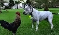 تعقیب و گریز خنده‌دار یک مرغ و سگ