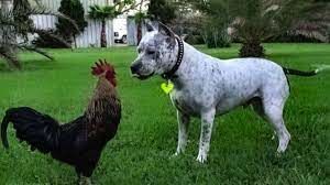 تعقیب و گریز خنده‌دار یک مرغ و سگ