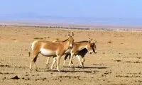 تصاویر ناب از تولد سومین کره گورخر ایرانی