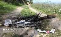 آمار باورنکردنی درختان نابود شده بعد از انقلاب