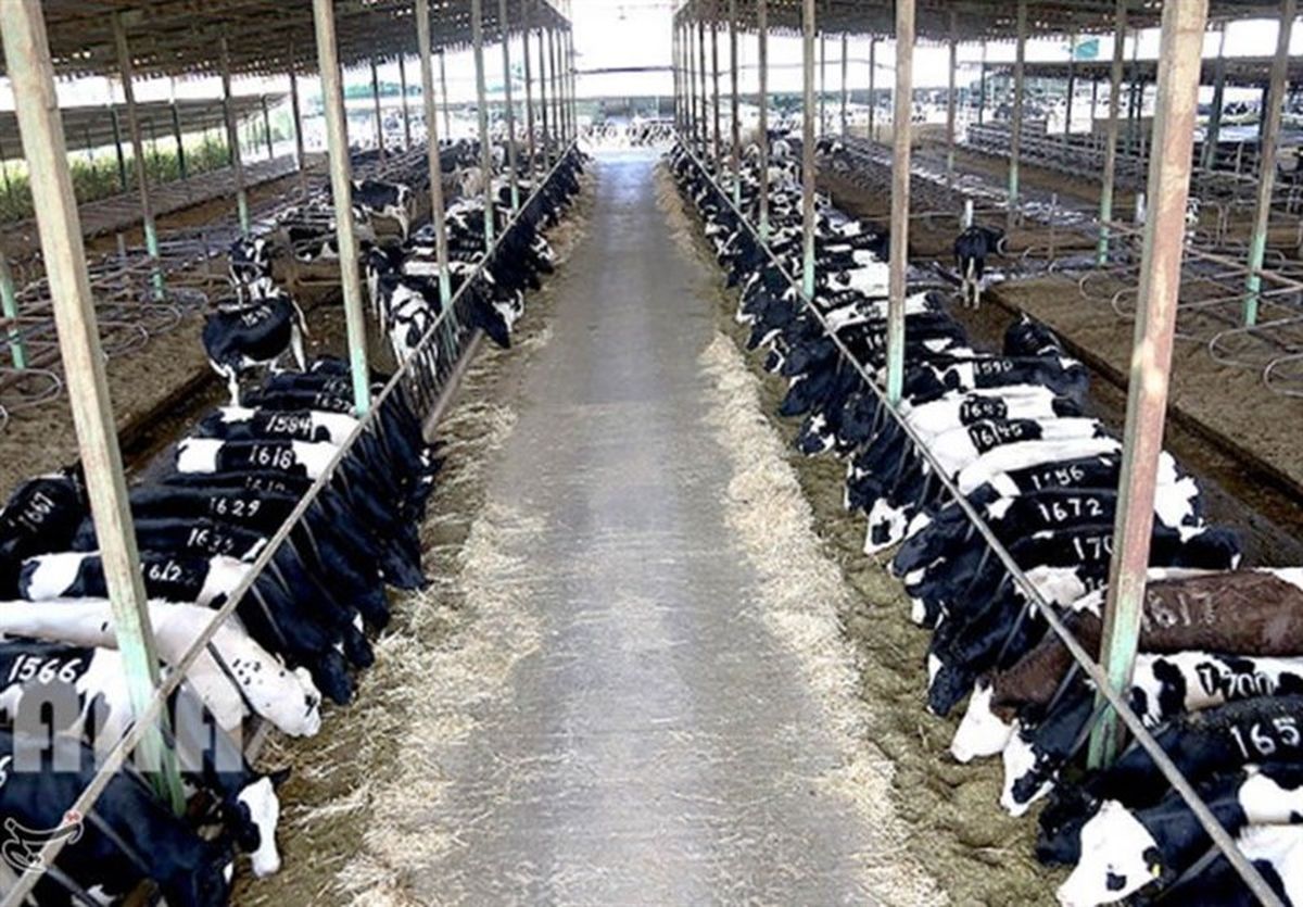 ابتکار خنده‌دار دامدار ایرانی برای افزایش شیر گاوها