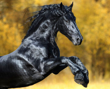 زیبایی این اسب هوش از سرتان می‌برد!