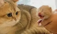 کلیپ احساسی از محبت مادرانه نسبت به فرزندش