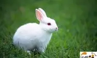 ببینید: تکنیک جالب یک خرگوش کوچک برای خوردن انگور 