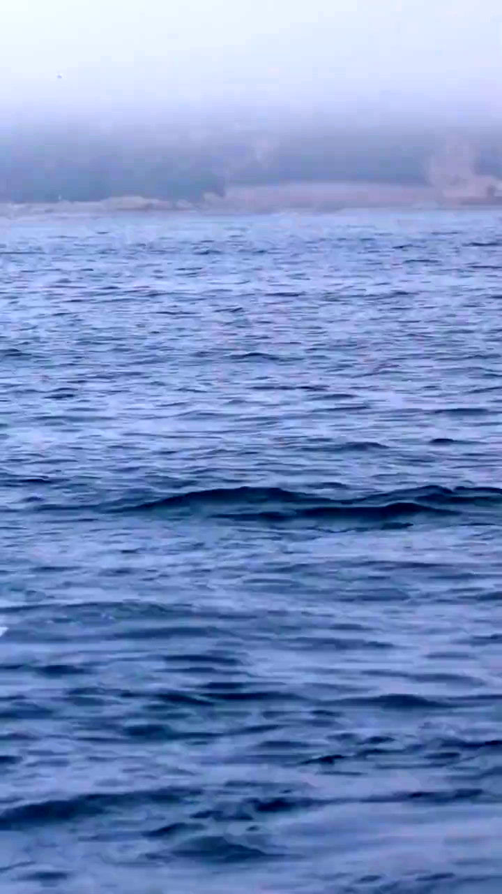 حمله غافلگیرکننده نهنگ قاتل به دلفین در حین پرش بیرون از آب