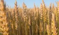 یکی از غلاتی که تاریخ بشر را تغییر داد
