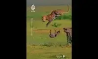 دفاع خشمگینانه گراز مادر در برابر پلنگ
