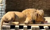 اقدام عجیب برای خنک کردن حیوانات در باغ‌وحش ارم!