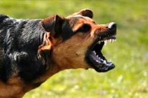 لحظه نجات معجزه‌آسای دختر دانش‌آموز از حمله سگ‌های ولگرد!