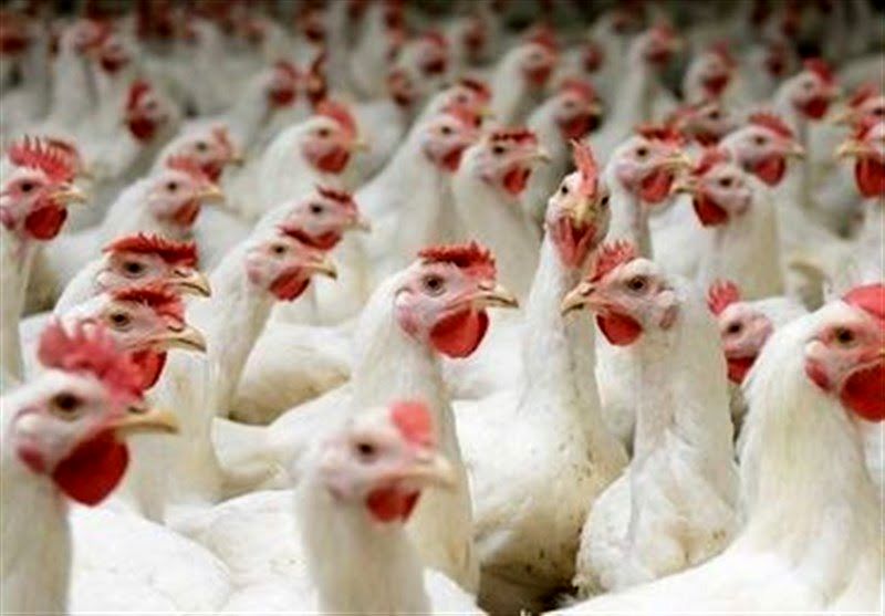 فروش مرغ کیلویی ۵۸ هزار تومان با ترس‌ و لرز!