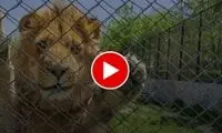 رفتار دور از انتظار یک شیر درنده با کودک بی‌دفاع