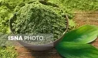 گیاهی صنعتی با برگ‌های معجزه‌آسا