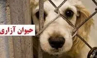 ویدئویی از یک زوج ایرانی که همه را عصبانی کرد
