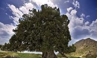 کهنسال‌ترین درخت ایران ثبت ملی شد