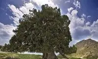 کهنسال‌ترین درخت ایران ثبت ملی شد