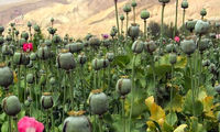 زمان کشت گیاهان مخدر پایه در ایران اعلام شد