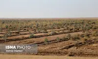 احداث پارک جنگلی برای رفاه زائران اربعین
