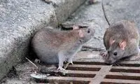 صحنه‌‌ای وحشتناک از جولان موش‌های خیابانی در تهران!