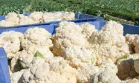 فرآیند دیدنی پرورش و برداشت گل کلم