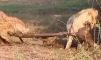 لحظه خرد شدن غرور شیر جوان در برابر لاشخورها