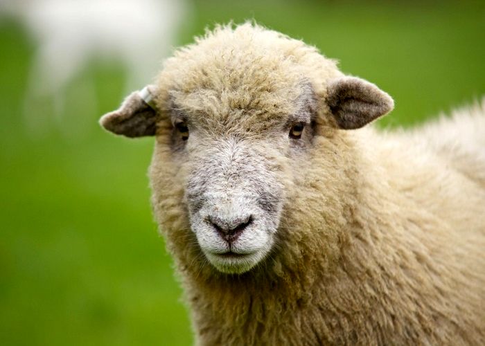 انتقام باورنکردنی یک گوسفند از چوپان!